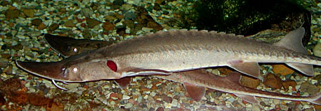 scaphirhynchus-platorynchus