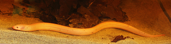 Monopterus albus 