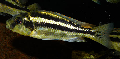Cheilochromis euchilus