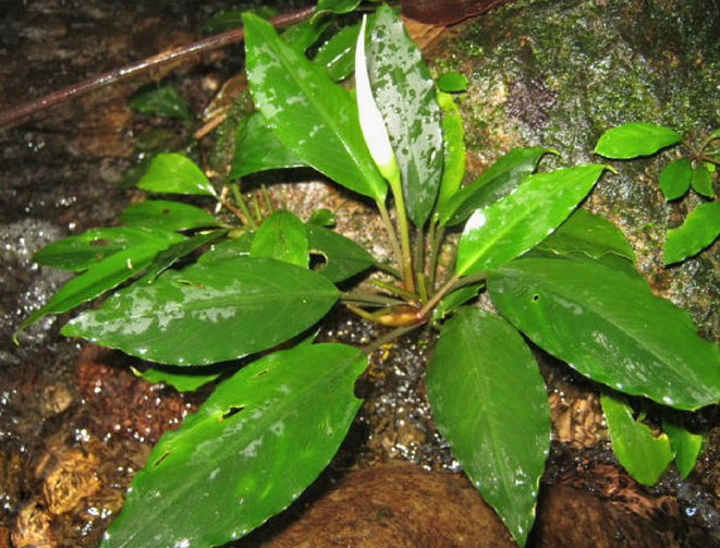 Bucephalandra elliptica