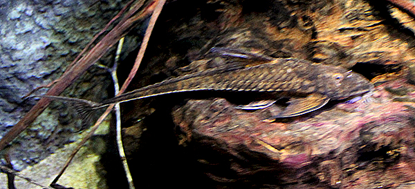 Brochiloricaria chauliodon