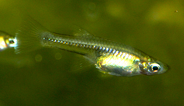 Girardinus falcatus
