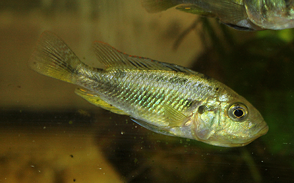 Haplochromis aeneocolor