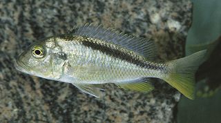 buccochromis-nototaenia1