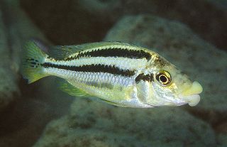 cheilochromis-euchilus-1