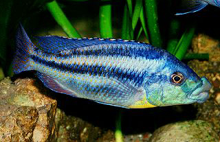 cheilochromis-euchilus