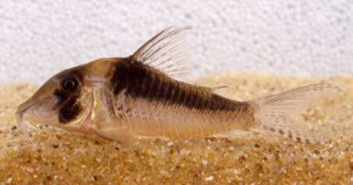 corydoras-serratus