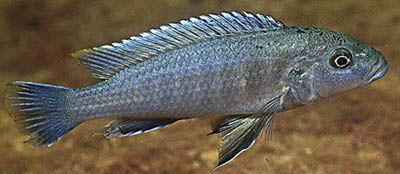 genyochromis-mento