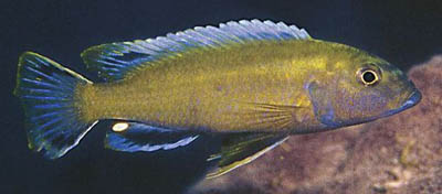 genyochromis-mento2