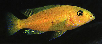 genyochromis-mento3