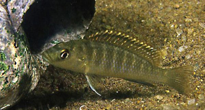 genyochromis-mento4