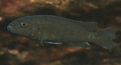 genyochromis-mento5