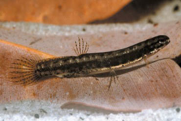 lepidogalaxias-salamandroides