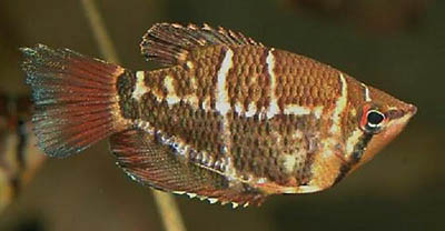sphaerichthys-selatanensis