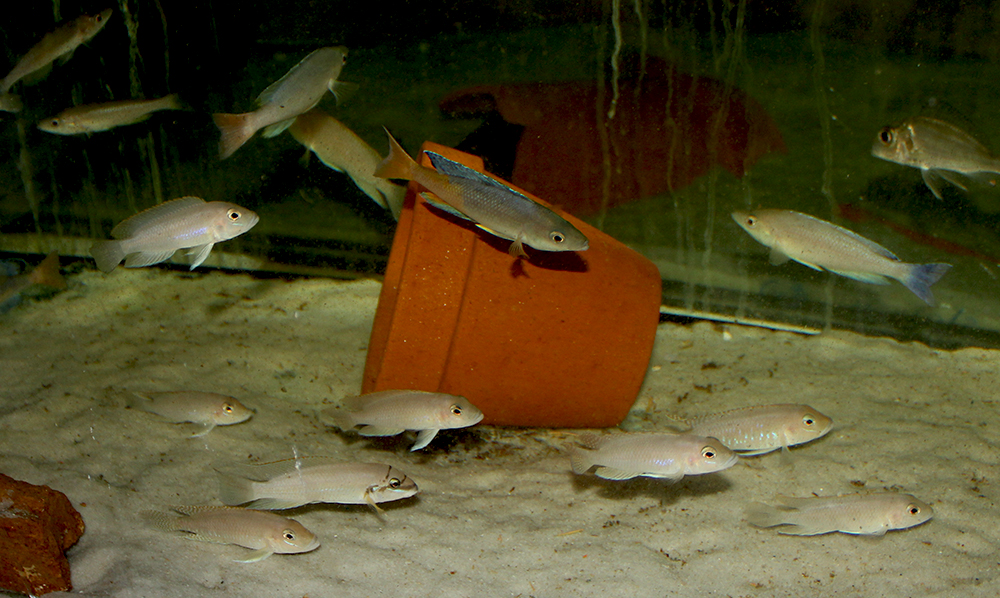 Neolamprologus ventralis Chituta, Cyprichromis sp. „Leptosoma Jumbo” Cape Tembwe