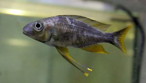 Ophthalmotilapia sp.