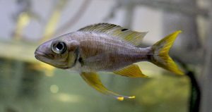 Ophthalmotilapia sp.