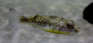 Chelonodon patoca