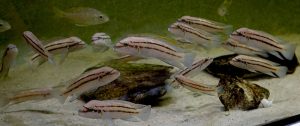 Chalinochromis sp.